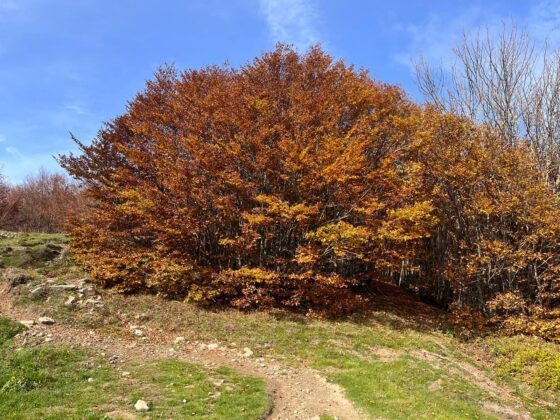 Trekking monte falco e monte falterona