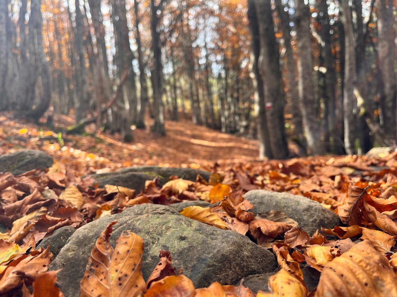 Trekking monte falco e monte falterona