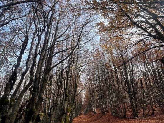 Trekking monte falco e monte falterona