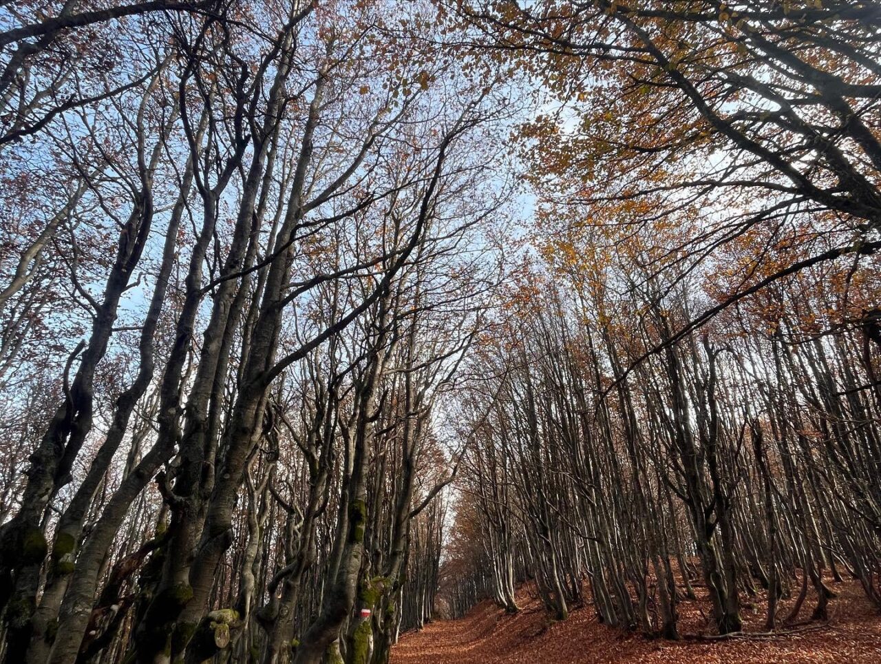 Monte Falco e Monte Falterona (20)