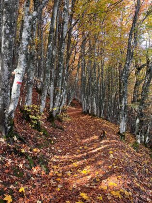 Trekking monte falco e monte falterona