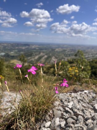 Monte mauro