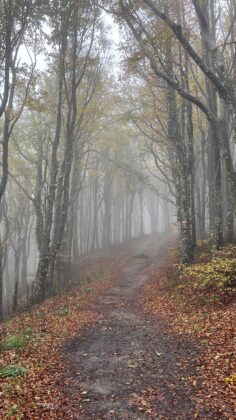 Foreste casentinesi