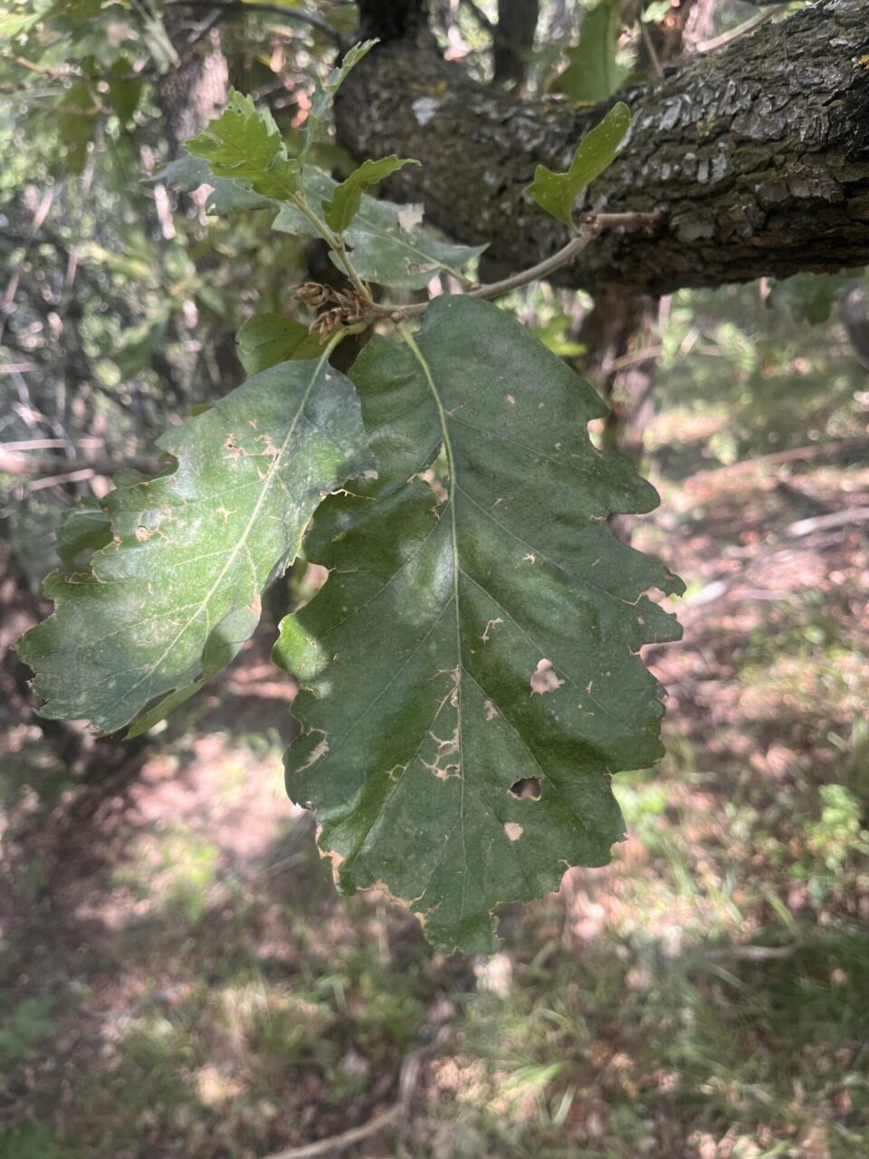 Quercia