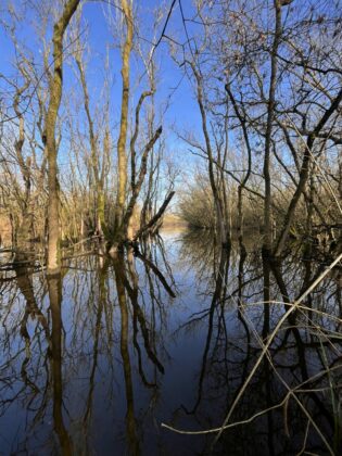 Punte alberete