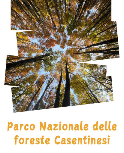 Foreste casentinesi